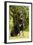 Rottweiler Dog Sitting on Grass-null-Framed Photographic Print