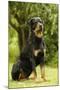 Rottweiler Dog Sitting on Grass-null-Mounted Photographic Print