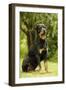 Rottweiler Dog Sitting on Grass-null-Framed Photographic Print