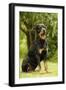 Rottweiler Dog Sitting on Grass-null-Framed Photographic Print