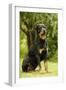 Rottweiler Dog Sitting on Grass-null-Framed Photographic Print