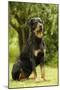 Rottweiler Dog Sitting on Grass-null-Mounted Photographic Print