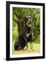 Rottweiler Dog Sitting on Grass-null-Framed Photographic Print