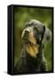 Rottweiler Dog with Head Tilted-null-Framed Stretched Canvas