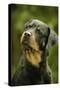 Rottweiler Dog with Head Tilted-null-Stretched Canvas