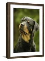 Rottweiler Dog with Head Tilted-null-Framed Photographic Print