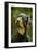 Rottweiler Dog with Head Tilted-null-Framed Photographic Print