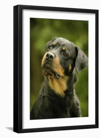 Rottweiler Dog with Head Tilted-null-Framed Photographic Print