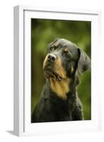 Rottweiler Dog with Head Tilted-null-Framed Photographic Print