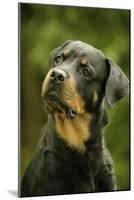 Rottweiler Dog with Head Tilted-null-Mounted Photographic Print