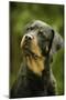 Rottweiler Dog with Head Tilted-null-Mounted Photographic Print