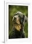 Rottweiler Dog with Head Tilted-null-Framed Photographic Print