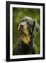 Rottweiler Dog with Head Tilted-null-Framed Photographic Print