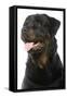 Rottweiler Dog-null-Framed Stretched Canvas