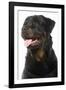 Rottweiler Dog-null-Framed Photographic Print