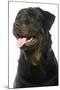 Rottweiler Dog-null-Mounted Photographic Print