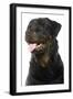 Rottweiler Dog-null-Framed Photographic Print