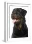 Rottweiler Dog-null-Framed Photographic Print