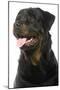 Rottweiler Dog-null-Mounted Photographic Print