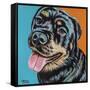 Rottweiler I-Carolee Vitaletti-Framed Stretched Canvas