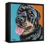 Rottweiler I-Carolee Vitaletti-Framed Stretched Canvas