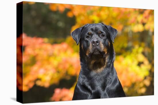 Rottweiler in Autumn, E. Haddam, Connecticut, USA-Lynn M^ Stone-Stretched Canvas