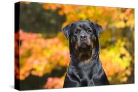 Rottweiler in Autumn, E. Haddam, Connecticut, USA-Lynn M^ Stone-Stretched Canvas