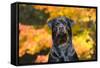 Rottweiler in Autumn, E. Haddam, Connecticut, USA-Lynn M^ Stone-Framed Stretched Canvas