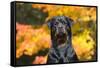 Rottweiler in Autumn, E. Haddam, Connecticut, USA-Lynn M^ Stone-Framed Stretched Canvas