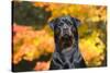 Rottweiler in Autumn, E. Haddam, Connecticut, USA-Lynn M^ Stone-Stretched Canvas