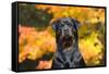 Rottweiler in Autumn, E. Haddam, Connecticut, USA-Lynn M^ Stone-Framed Stretched Canvas