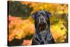 Rottweiler in Autumn, E. Haddam, Connecticut, USA-Lynn M^ Stone-Stretched Canvas