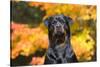 Rottweiler in Autumn, E. Haddam, Connecticut, USA-Lynn M^ Stone-Stretched Canvas