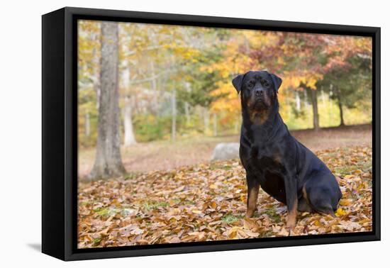 Rottweiler in Autumn, E. Haddam, Connecticut, USA-Lynn M^ Stone-Framed Stretched Canvas