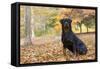 Rottweiler in Autumn, E. Haddam, Connecticut, USA-Lynn M^ Stone-Framed Stretched Canvas