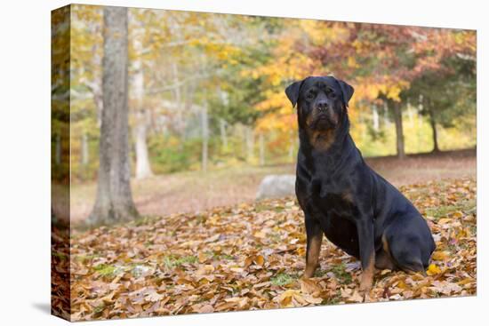 Rottweiler in Autumn, E. Haddam, Connecticut, USA-Lynn M^ Stone-Stretched Canvas