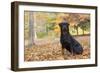 Rottweiler in Autumn, E. Haddam, Connecticut, USA-Lynn M^ Stone-Framed Photographic Print