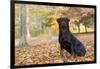 Rottweiler in Autumn, E. Haddam, Connecticut, USA-Lynn M^ Stone-Framed Photographic Print