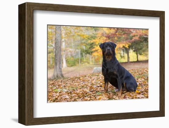 Rottweiler in Autumn, E. Haddam, Connecticut, USA-Lynn M^ Stone-Framed Photographic Print