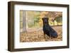 Rottweiler in Autumn, E. Haddam, Connecticut, USA-Lynn M^ Stone-Framed Photographic Print