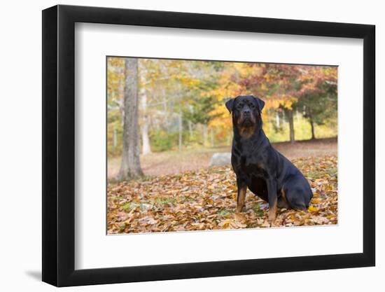 Rottweiler in Autumn, E. Haddam, Connecticut, USA-Lynn M^ Stone-Framed Photographic Print