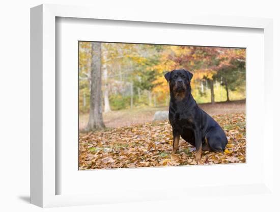 Rottweiler in Autumn, E. Haddam, Connecticut, USA-Lynn M^ Stone-Framed Photographic Print