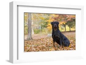 Rottweiler in Autumn, E. Haddam, Connecticut, USA-Lynn M^ Stone-Framed Photographic Print