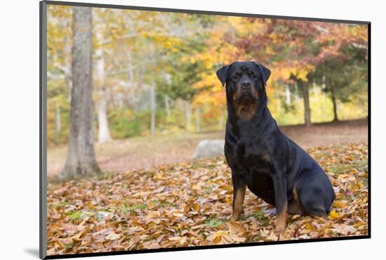 Rottweiler in Autumn, E. Haddam, Connecticut, USA-Lynn M^ Stone-Mounted Photographic Print