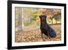 Rottweiler in Autumn, E. Haddam, Connecticut, USA-Lynn M^ Stone-Framed Photographic Print