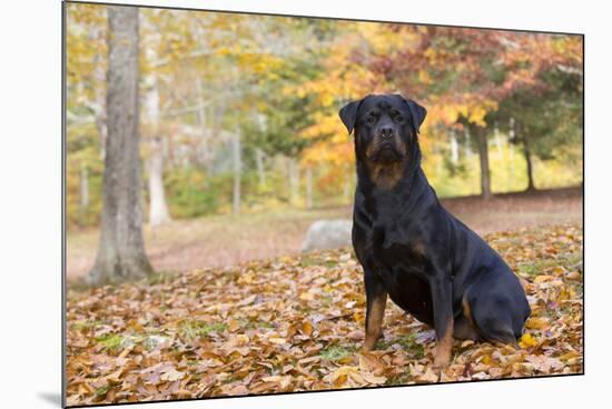 Rottweiler in Autumn, E. Haddam, Connecticut, USA-Lynn M^ Stone-Mounted Photographic Print