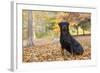 Rottweiler in Autumn, E. Haddam, Connecticut, USA-Lynn M^ Stone-Framed Photographic Print