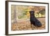 Rottweiler in Autumn, E. Haddam, Connecticut, USA-Lynn M^ Stone-Framed Photographic Print