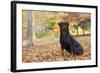 Rottweiler in Autumn, E. Haddam, Connecticut, USA-Lynn M^ Stone-Framed Photographic Print