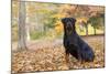 Rottweiler in Autumn, E. Haddam, Connecticut, USA-Lynn M^ Stone-Mounted Photographic Print